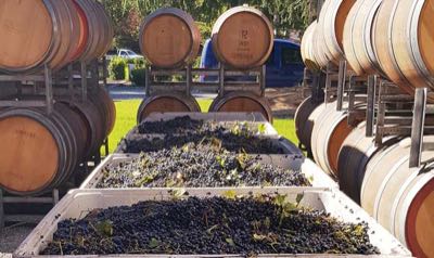 Grapes and Barrels during Vintage