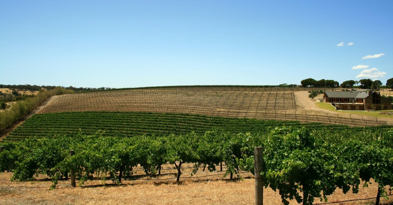 Rows of vines on a Barossa Valley hillside under a clear blue sky